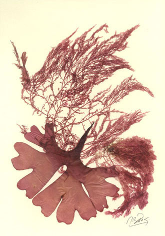 Seaweed Artwork