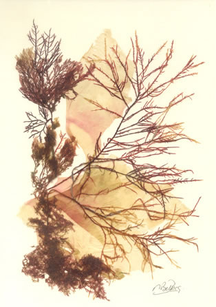 Seaweed artwork