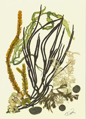 Seaweed Artwork