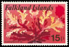 falklandislands1979_15callophyllissp.jpg (33kb)