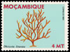 mozambique1983_14dictyotaliturata.jpg (22kb)