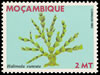mozambique1983_2halimedacuncata.jpg (19kb)