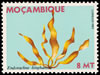 mozambique1983_8endorachnebinghamiae.jpg (20kb)